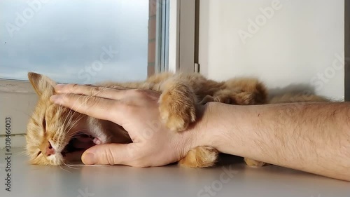 Man playing with cute ginger cat on window sill. Fluffy pet biting man's hand. Sunny day in cozy home.