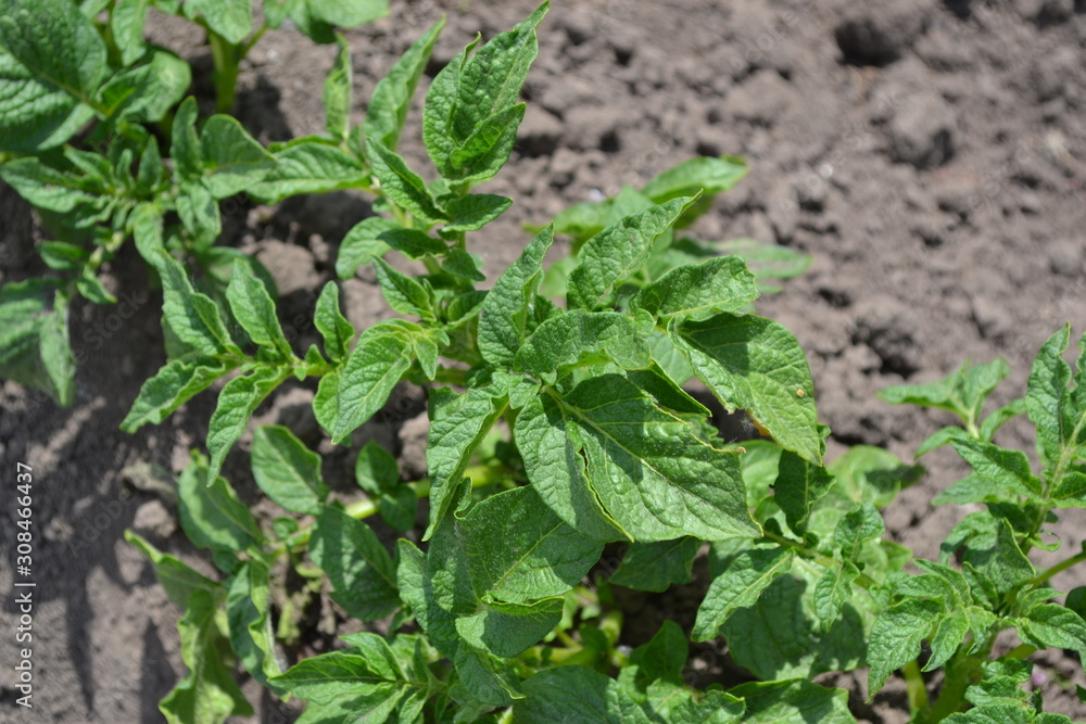 Tasty and healthy. Field, farm, village, cultivated. Solanum tuberosum. Colorado beetles, Leptinotarsa decemlineata Tasty and healthy. Field, farm, village, cultivated. Solanum tuberosum. Colorado beetles, Leptinotarsa decemlineata