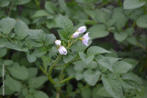 Tasty and healthy. Type of perennial tuberiferous herbaceous plants of the genus Solanum. Solanum tuberosum. Colorado beetles, Leptinotarsa decemlineata. White flowers © bubushonok