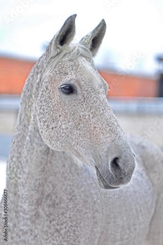 Beautiful Tersk stallion in winter photo