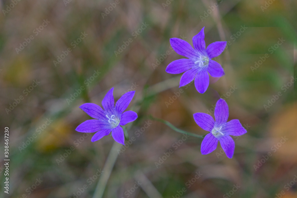 close view on three blue flowers background