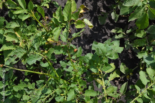 Colorado beetles, Leptinotarsa decemlineata. Sunny summer day. Potatoes in the garden. Type of perennial tuberiferous herbaceous plants. Solanum tuberosum