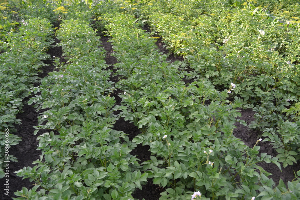 Potatoes. Field, farm, village, cultivated plants. Type of perennial plants. Solanum tuberosum. Colorado beetles, Leptinotarsa decemlineata. White flowers potato