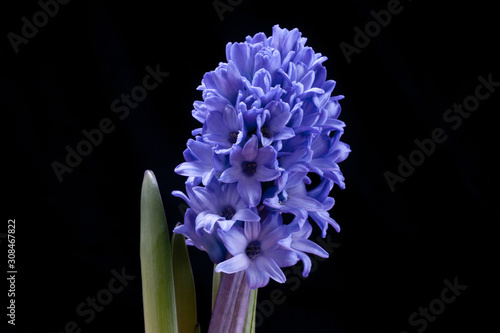 blue hyacinth 