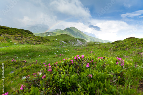 Alpine meadow in beautiful Rodna mountains in Romania