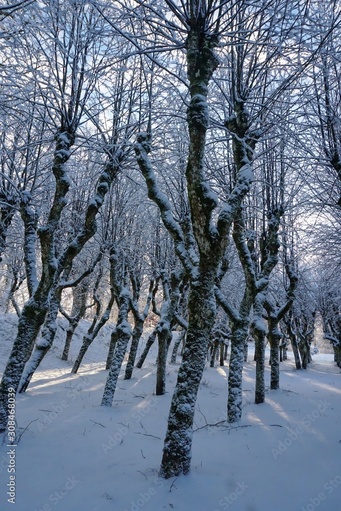 custom made wallpaper toronto digitalAmazing linden park in Katvari manor house garden during winter, fish eye effect