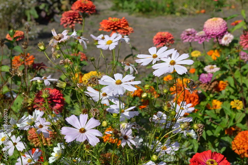 Cosmos, a genus of annual and perennial plants of the family Asteraceae. White flowers