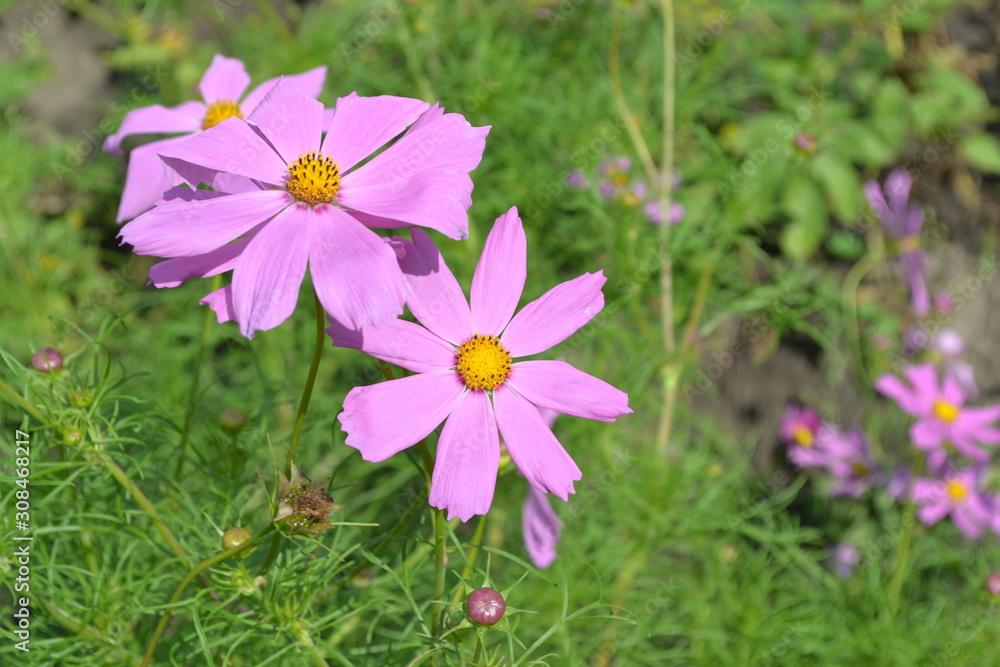 Homemade plant, gardening. Cosmos, a genus of annual and perennial herbaceous plants of the family Asteraceae. Flower bed, beautiful gentle plants. Pink flowers Homemade plant, gardening. Cosmos, a genus of annual and perennial herbaceous plants of the family Asteraceae. Flower bed, beautiful gentle plants. Pink flowers