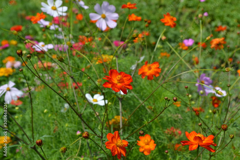 Homemade plant, gardening. Cosmos, a genus of annual and perennial herbaceous plants of the family Asteraceae. Flower bed, beautiful gentle plants. Sunny day. Orange flowers