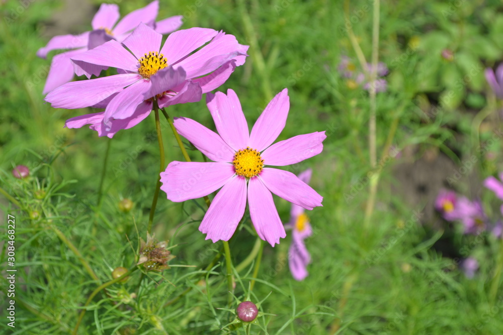 Homemade plant, gardening. Cosmos, a genus of annual and perennial herbaceous plants of the family Asteraceae. Flower bed, beautiful gentle plants. Sunny day. Pink flowers Homemade plant, gardening. Cosmos, a genus of annual and perennial herbaceous plants of the family Asteraceae. Flower bed, beautiful gentle plants. Sunny day. Pink flowers