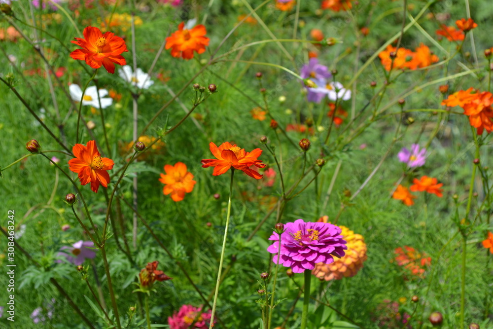 Homemade plant, gardening. Cosmos, a genus of annual and perennial herbaceous plants of the family Asteraceae. Flower bed, beautiful gentle plants. Sunny summer day. Orange flowers Homemade plant, gardening. Cosmos, a genus of annual and perennial herbaceous plants of the family Asteraceae. Flower bed, beautiful gentle plants. Sunny summer day. Orange flowers