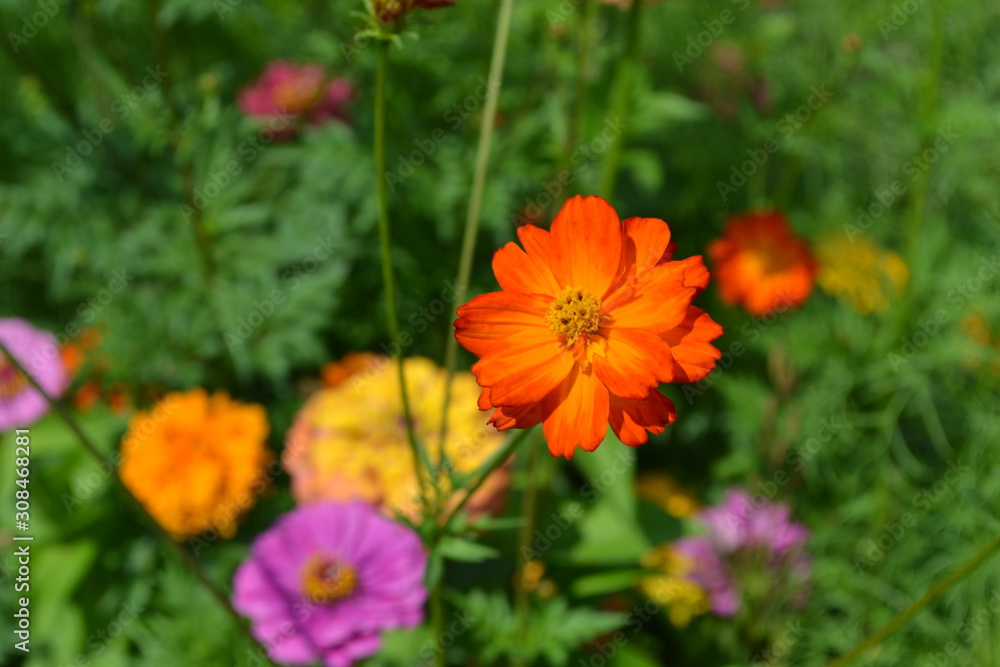 Homemade plant, gardening. Cosmos, a genus of annual and perennial herbaceous plants of the family Asteraceae. Flower bed, beautiful gentle plants. Sunny. Orange flowers