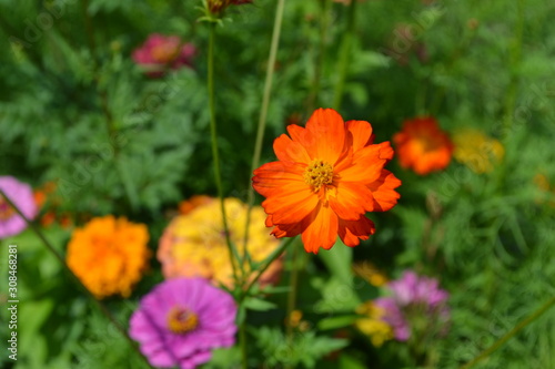 Homemade plant  gardening. Cosmos  a genus of annual and perennial herbaceous plants of the family Asteraceae. Flower bed  beautiful gentle plants. Sunny. Orange flowers