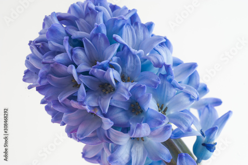 blue hyacinth isolated on white background
