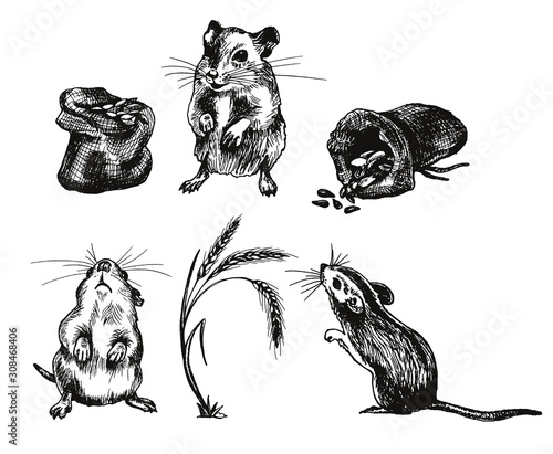 Mouse or Rat Animal Sketched Vector Illustrations Set