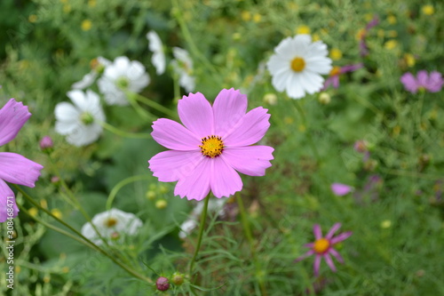 Homemade plant. Cosmos  a genus perennial herbaceous plants. Pink flowers
