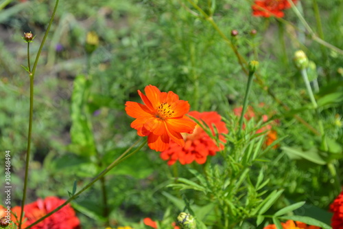 Homemade. Cosmos  a genus of annual and perennial herbaceous plants of the family Asteraceae. Orange flowers