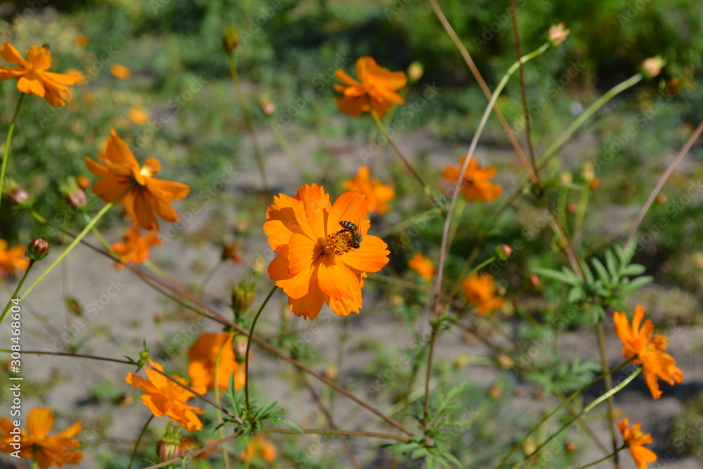 Sunny summer day. Homemade plant, gardening. Cosmos, a genus of annual and perennial herbaceous plants of the family Asteraceae. Flower bed, beautiful. Orange flowers