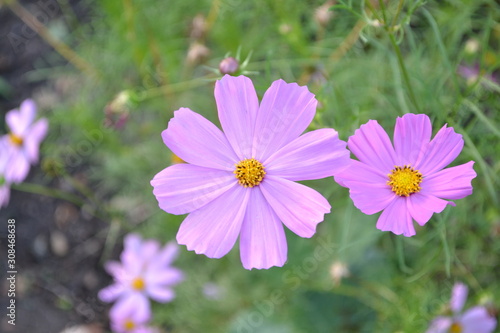 Sunny. Cosmos  a genus of annual and perennial herbaceous plants of the family Asteraceae. Flower bed  beautiful plants. Pink flowers