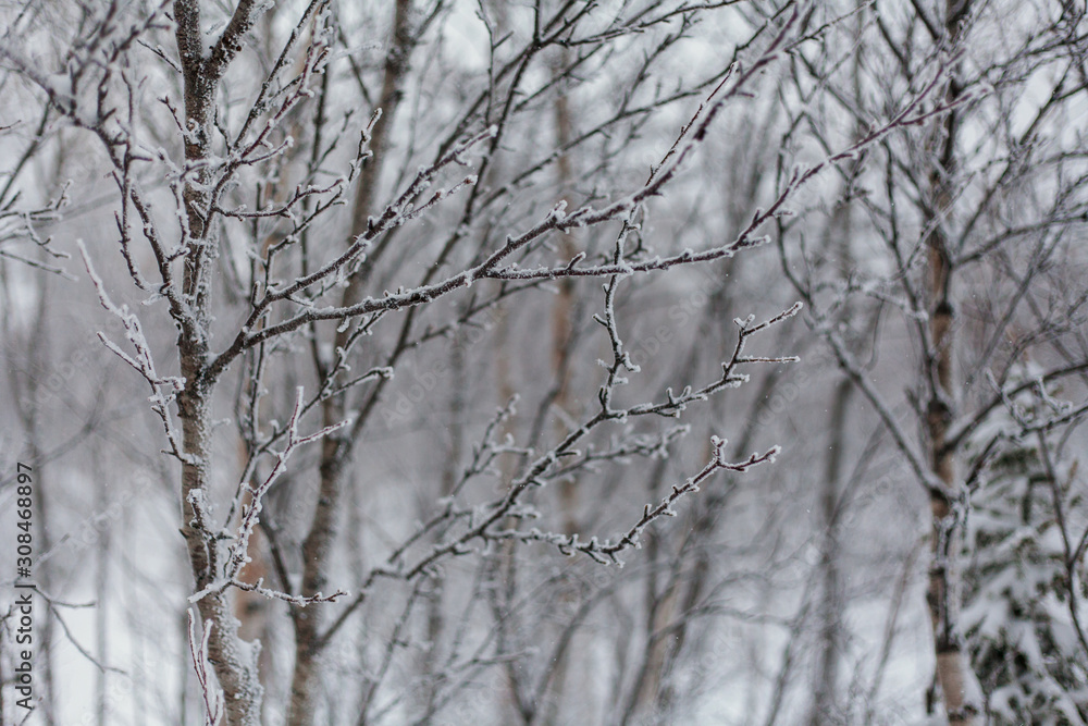 Obraz premium Trees under snow, winter park at Nord