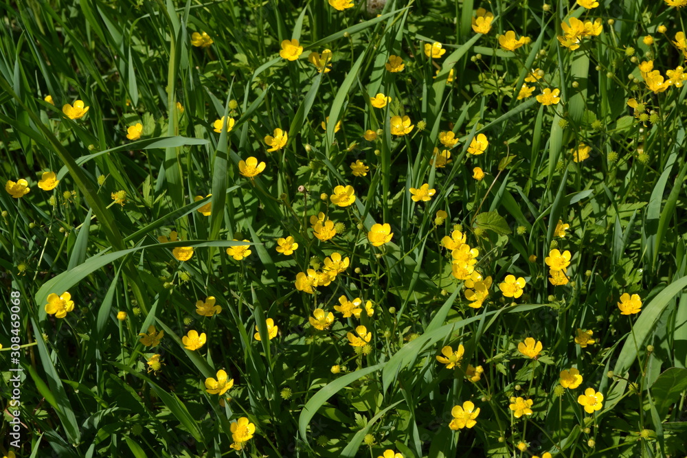 Sunny summer day. Rannculus acris. Field. Yellow flowers. Buttercup caustic, common type of buttercups