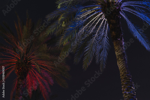 miami night palmtree