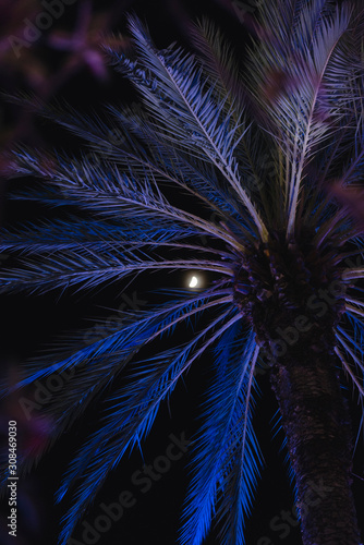 palmtree and moon photo