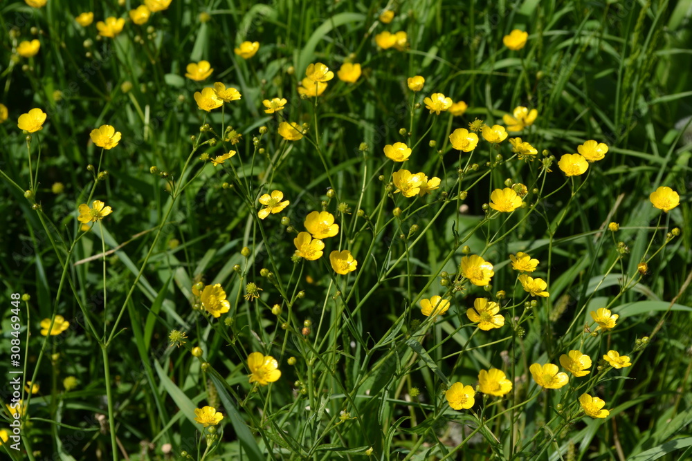 Sunny summer day. Rannculus acris. Field, forest plant. Flower bed, beautiful gentle plants. Yellow flowers, green leaves. Buttercup caustic, common type of buttercups Sunny summer day. Rannculus acris. Field, forest plant. Flower bed, beautiful gentle plants. Yellow flowers, green leaves. Buttercup caustic, common type of buttercups
