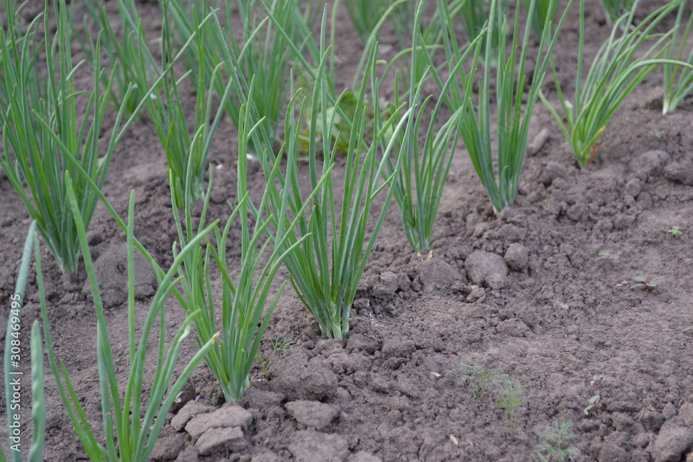 Allium sepa. Onion bulb, green sprouts on a black background. Spring day, home garden. Farm. Perennial herb, family Alliaceae. Widespread vegetable culture