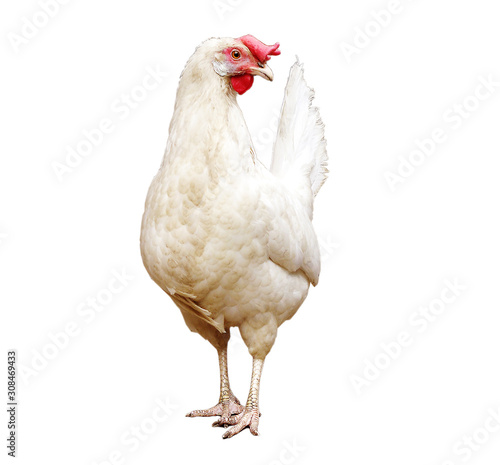 Chicken on a white background