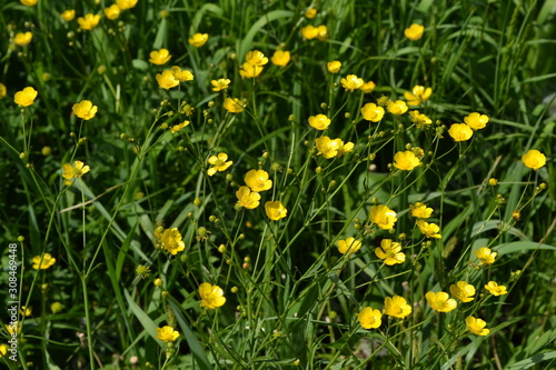 Sunny summer day. Rannculus acris. Field  forest plant. Flower bed  beautiful gentle plants. Yellow flowers  green leaves. Buttercup caustic  common type of buttercups