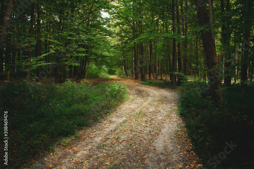 Fototapeta Naklejka Na Ścianę i Meble -  Dirt road through the green forest and fallen leaves