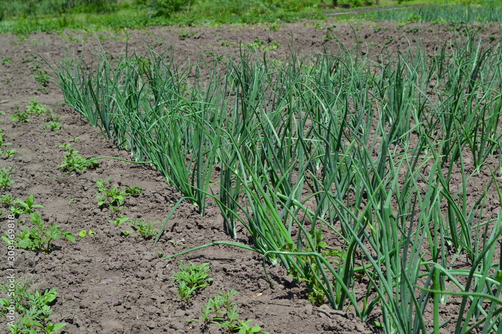 Fototapeta premium Perennial herb, family Alliaceae. Widespread vegetable culture. Onion bulb, green sprouts on a black background. Spring day, home garden. Farm, field, village. Allium sepa