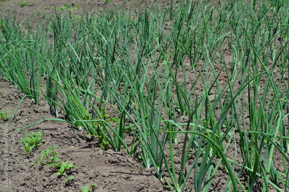Fototapeta premium Widespread vegetable culture. Onion. Allium sepa. Perennial herb