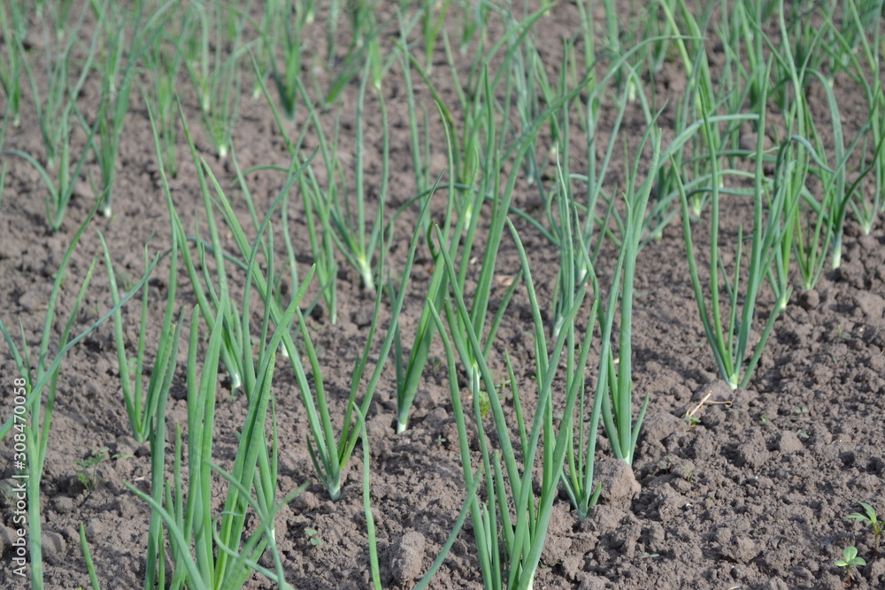 Onion bulb, green sprouts on a black background. Widespread vegetable culture. Allium sepa. Perennial herb, family Alliaceae Onion bulb, green sprouts on a black background. Widespread vegetable culture. Allium sepa. Perennial herb, family Alliaceae
