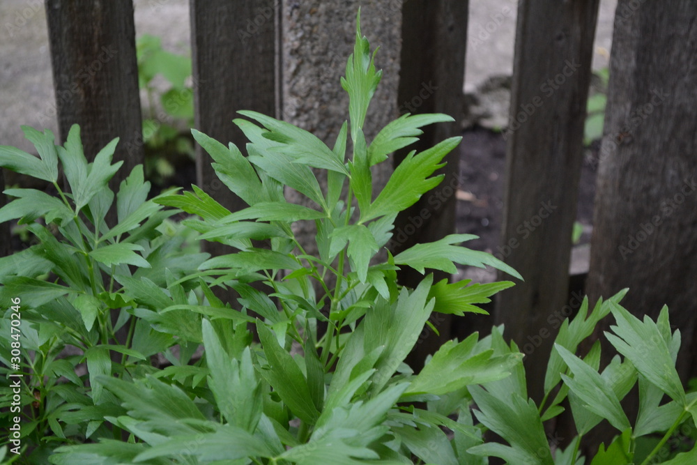 Obraz premium Lovage. Levisticum officinal. Perennial herbaceous plant, monotypic genus of the family Umbrella. Home