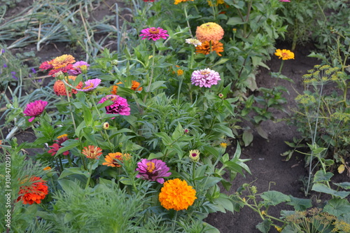Flower Zinnia. Gardening. Home garden  flower bed. House  field  farm. Zinnia  a genus of annual and perennial grasses and dwarf shrubs of the Asteraceae family. Multicolored