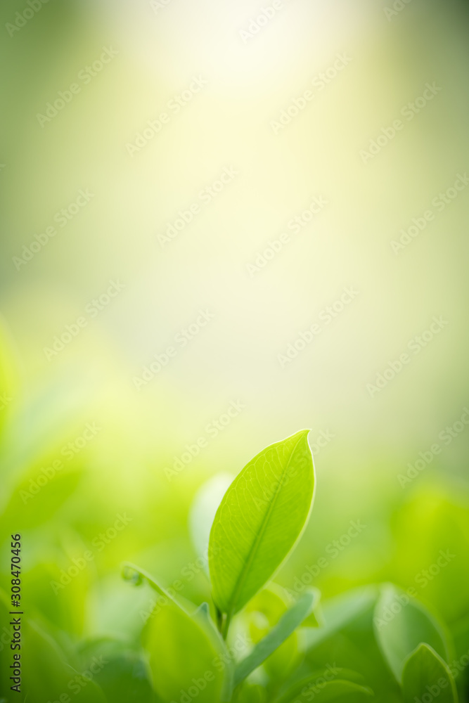Nature of green leaf in garden at summer. Natural green leaves plants using as spring background cover page greenery environment ecology wallpaper - obrazy, fototapety, plakaty 