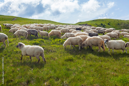 Sheep graze on a high mountain plateau
