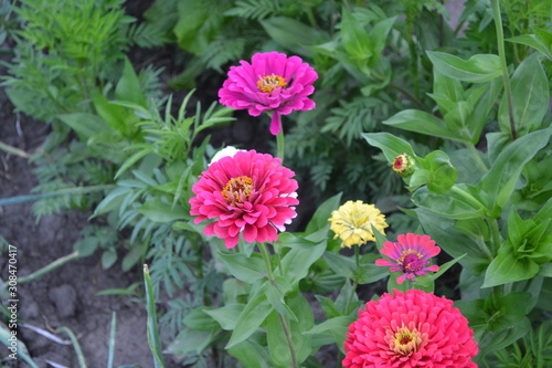 Multicolored flowers. Flower Zinnia. Zinnia  a genus of annual and perennial grasses and dwarf shrubs of the Asteraceae family
