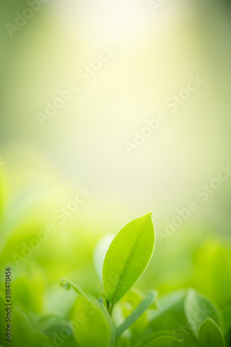 Nature of green leaf in garden at summer. Natural green leaves plants using as spring background cover page greenery environment ecology wallpaper #308470456