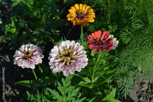 Zinnia  a genus of annual and perennial grasses and dwarf shrubs of the Asteraceae family. Flower Zinnia. Gardening. Home garden  flower bed. House. Multicolored flowers