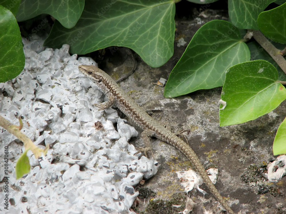 Obraz premium Lizard in the terarium 2