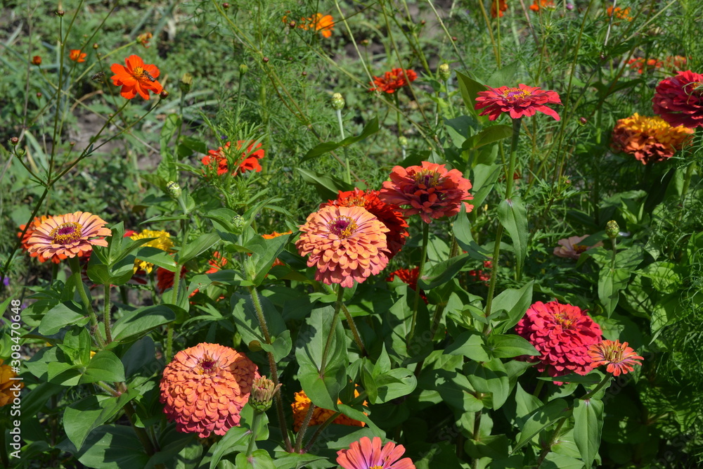 Zinnia, a genus of annual and perennial grasses and dwarf shrubs of the Asteraceae family. Flower Zinnia. Gardening. Home garden, flower bed. House. Red flowers
