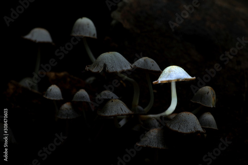 Glowing mushroom in the Thai natural forest