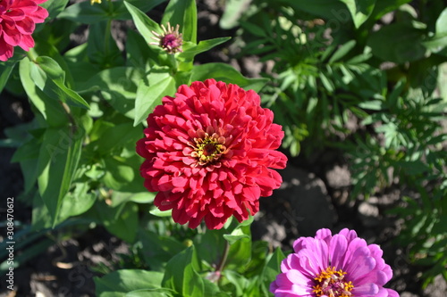 Zinnia, a genus of annual and perennial grasses and dwarf shrubs of the Asteraceae family. Flower Zinnia. Gardening. Home garden, bed. Red flowers