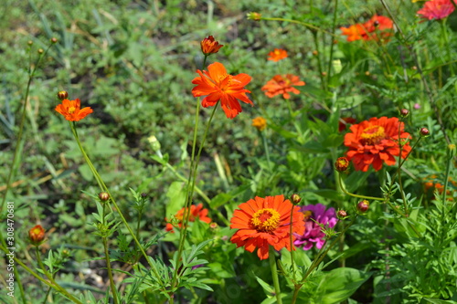 Zinnia, a genus of annual and perennial grasses and dwarf shrubs of the Asteraceae family. Flower Zinnia. Gardening. Home garden, flower bed. Red flowers