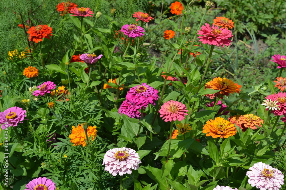 Flower Zinnia. Gardening. Home. Zinnia, a genus of annual and perennial grasses and dwarf shrubs of the Asteraceae family. Multicolored Flower Zinnia. Gardening. Home. Zinnia, a genus of annual and perennial grasses and dwarf shrubs of the Asteraceae family. Multicolored