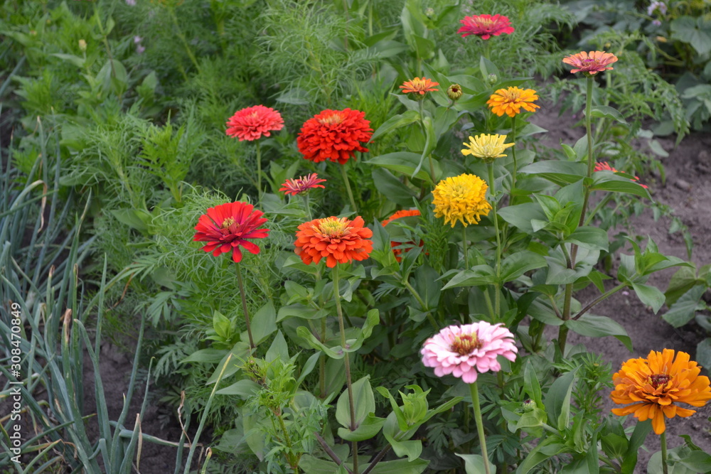 Flower Zinnia. Multicolored flowers. Gardening. Home garden, flower bed. House, field, farm, village. Zinnia, a genus of annual and perennial grasses and dwarf shrubs of the Asteraceae family