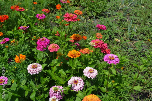 Flower Zinnia. Gardening. Home garden. Zinnia, a genus of annual and perennial grasses and dwarf shrubs of the Asteraceae family. Multicolored © bubushonok